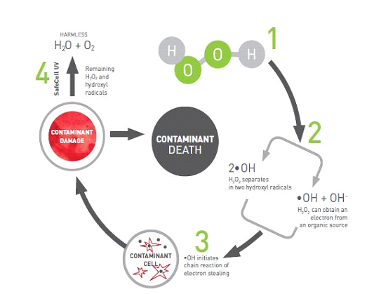 H2O2 CYCLE